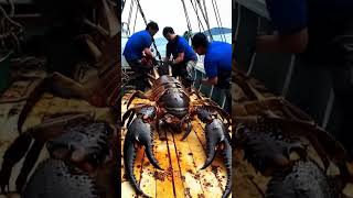 Deadly Sea Monster Crab Caught By Fishermen [upl. by Finegan441]