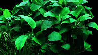 types of Anubias [upl. by Oliver]