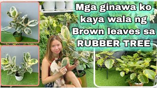 PAANO KO NAIWASAN ANG BROWN EDGES SA RUBBER TREE  EFFECTIVE Rubber tree Care tips  Roma So [upl. by Bourgeois43]