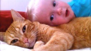 Cats Dogs And Adorable Babies Compilation NEW [upl. by Sulokcin]