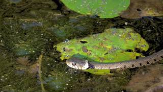 WHITE NECK SNAKE [upl. by Ennair602]