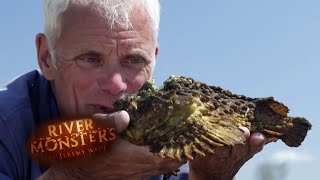 The Venomous Stone Fish  STONE FISH  River Monsters [upl. by Justine575]