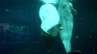 Beluga Whales Mating [upl. by Sandie]