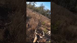 hunting deer with headshot hunting chasse deerhunting shorts [upl. by Lednahc]