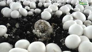 Dry Bubble Lecanicillium control in mushroom crops [upl. by Shellans984]