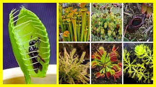 10 ESPÉCIES DE PLANTAS CARNÍVORAS PARA IDENTIFICAÇÃO [upl. by Ashwin]