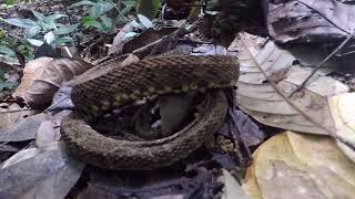 Bothrops atrox [upl. by Barnet]