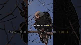 Powerful people are like eagle 🦅✨ motivation quotes eagles [upl. by Delanty]