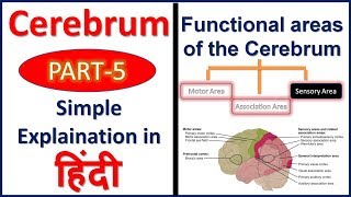 Functions of Cerebrum or Cerebral cortex Sensory Areas in Hindi  Bhushan Science [upl. by Nnaarat]