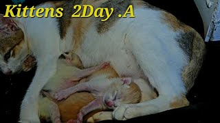 Cute kittens 🥰 😍 2day old kittens  A [upl. by Ijuy]