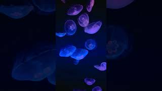 Bioluminous Explained [upl. by Miranda655]