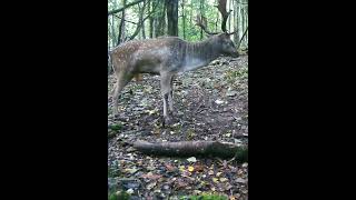 Amazing Sound of Fallow Deer During the Rut  Fallow deer rutting calls [upl. by Christi463]