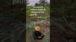 Culture du manioc en Afrique agriculture [upl. by Anitserp198]