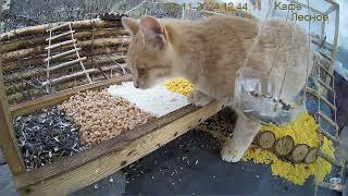 Рыжий проныра A redhaired weasel cat feeder кот birdfeeder кормушка Russia Россия [upl. by Salohcin824]