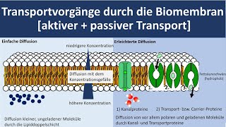 Transportvorgänge durch die Biomembran Stofftransport durch die Biomembran Biologie Oberstufe [upl. by Glanville421]