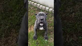 Cane corso puppies puppy canecorso dog dogbreed [upl. by Pedrotti]