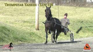 Trumpstar Yankee [upl. by Ailat]