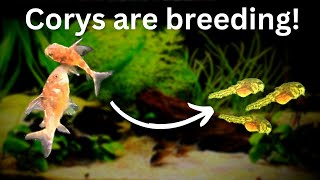 Easy Corydoras catfish breeding Eggs to Cory Paleatus Fry [upl. by Ernie]