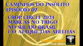 Caminhos do Insólito  Crop Circle 2024 Marcas no Trigo no Sul do Brasil e O Ataque das Abelhas [upl. by Enohsal16]