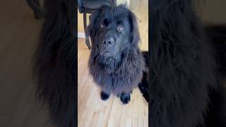 I told my Newfoundland that she can’t come to Canadian Tire newfoundlanddog dogs [upl. by Patricio287]