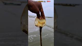 Saved most venomous compass jellyfish life jellyfish abhifishinglife shorts [upl. by Wennerholn]