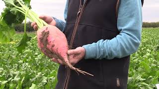 Fosyma Fodder Beet  Excellent for grazing livestock  Easy to harvest  New Variety [upl. by Hamlet]