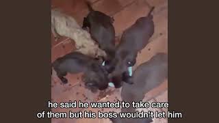 He tried to save these puppies but the owner said no until finally this happened [upl. by Nemraciram]