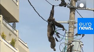 Chimp escape Primate swings from live power lines falls from electricity pole  euronews 🇬🇧 [upl. by Margit]