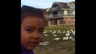 Look At All Those Chickens  Original Uncut Vine [upl. by Lizabeth]