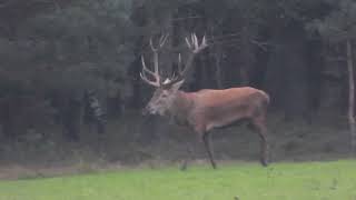 Burlend hert op de Veluwe bij de Kroondomeinen in Vaassen op de Veluwe [upl. by Hump701]