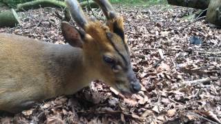 Muntjac Deer goes quotMlem Mlem Mlemquot [upl. by Marella876]