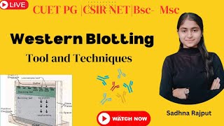 Western Blotting ll Full Concept l Flow chart lTool and Techniques l CUET PG l CSIR NET l BSC Msc [upl. by Keare]