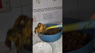 Yoruba Girl Cooks Ofe Owerri Soup For The First Time youtubeshorts ofeowerri nigerianfood [upl. by Eileme]