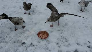 Herring Gulls and Ringbilled Gulls Feasting [upl. by Akemak]