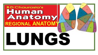 Chp16  Lungs Thoracic Cavity  Thorax  Thoracic Cage  Thoracic Wall  BD Chaurasia [upl. by Annam]