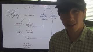 What is the mechanism of paroxysmal nocturnal dyspnoea [upl. by Ecitsuj]