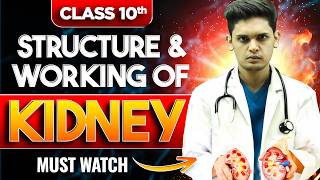 Structure and Working Of Kidney  Life Process  Biology class 10  Prashant Kirad [upl. by Medovich]