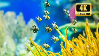 The Best 4K Aquarium for Relaxation  Relaxing Oceanscapes  Sleep Meditation 4K UHD [upl. by Vareck]