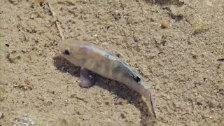 Desert Pupfish [upl. by Currier]