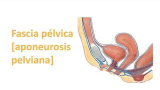 Fascia Pélvica Aponeurosis pelviana [upl. by Alodi853]