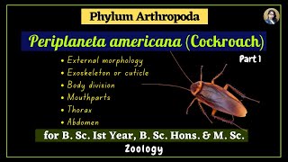 Periplaneta americana cockroach  Part 1  Zoology  B Sc Ist Year [upl. by Valonia]