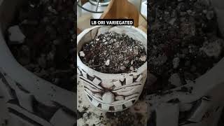 gymnocalycium Lb ori variegatedvideoshorts videoviral [upl. by Ennoid837]