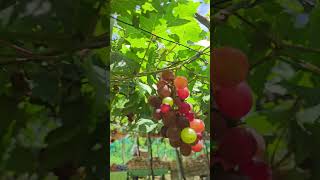 Grapes Farm  Bauang La Union grapefarm grapespicking shorts [upl. by Nire]