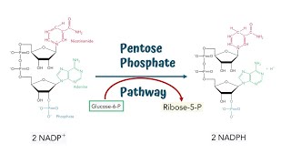 Pentose Phosphate Pathway  Hexose Monophosphate Shunt  Steps and Process [upl. by Decca890]