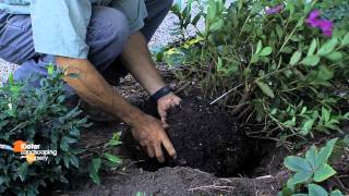 How to Plant an Azalea Mark Kiefer of Kiefer Landscaping amp Nursery shows How to Plant an Azalea [upl. by Valdis]