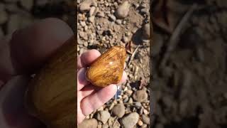 Willamette river Petrified wood [upl. by Aihsram]