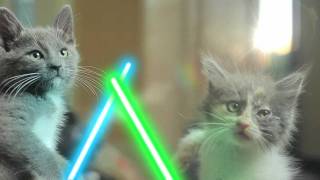 Jedi Kittens [upl. by Samau632]