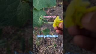 Hand pollination for vegetable plantsgardening pollination ytshorts organicfarming garden [upl. by Amaryllis]