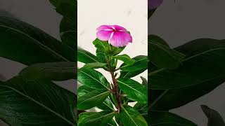 Periwinkle Flower [upl. by Gill]