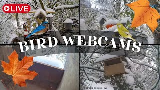 LIVE 🔴 Bird Cams 247 ｜Caméras oiseaux 247  7am ➡️ DAY ☀️ 7pm ➡️ NIGHT 🌙 [upl. by Letreece]